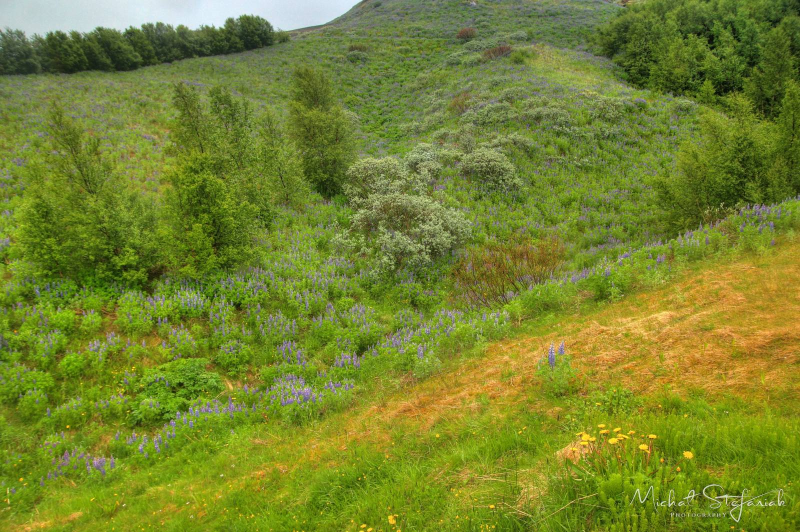 193 IMG 2993 4 5Enhancer